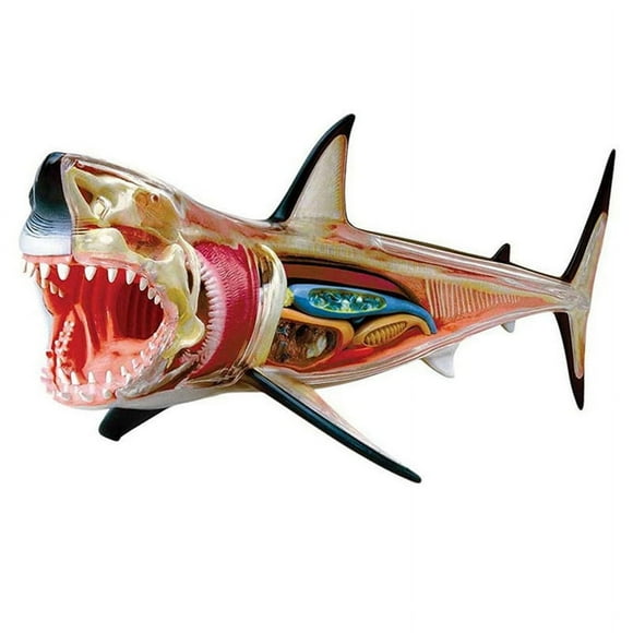 -Anatomy Model - Animal Anatomyical Model - 20 Detachable Organs and Body Parts Biology Medical Teaching Model