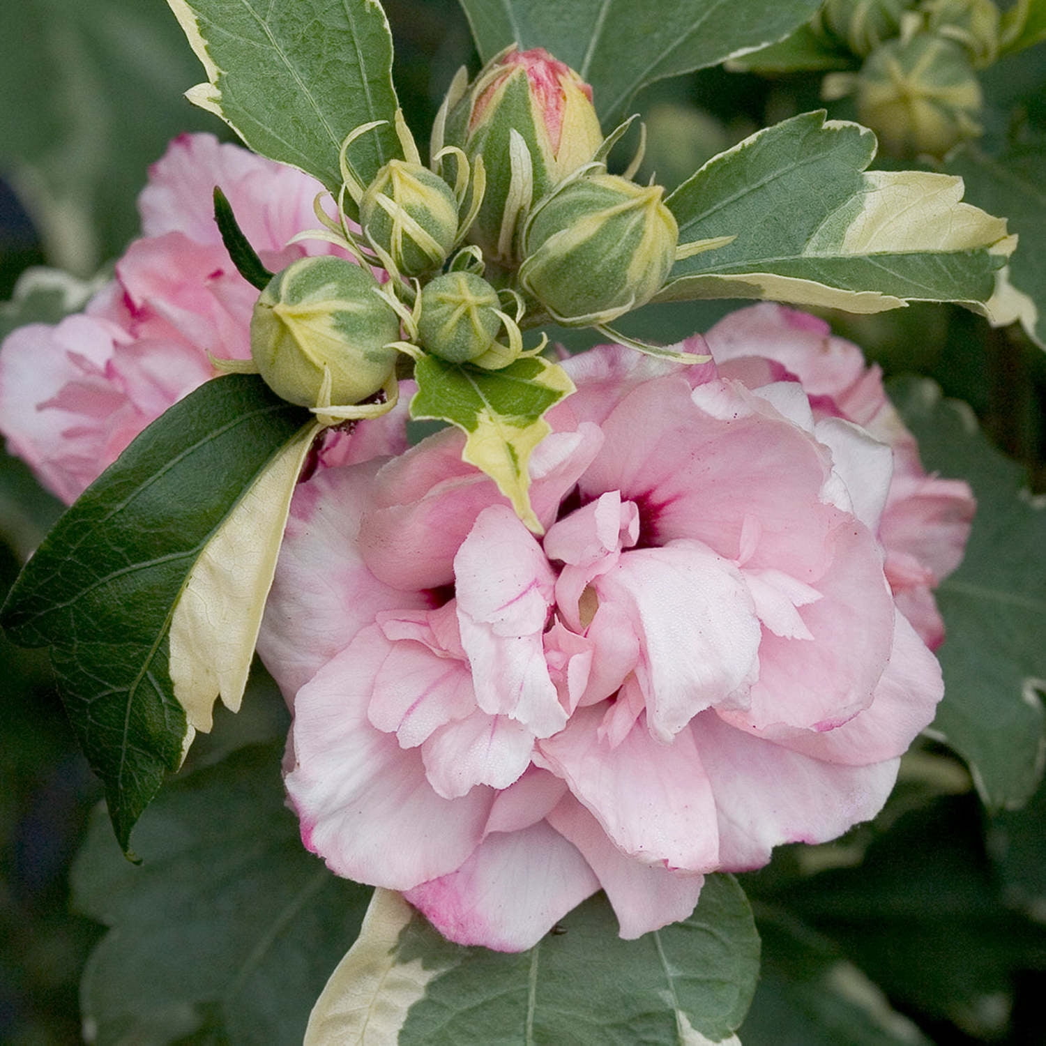 Proven Winners ColorChoice 5" Pink Sugar Tip Rose of Sharon Live Plant in 4.5" Pot (4 Count)