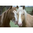 thumbnail image 2 of Two Horses Loving Wall Mural by Wallmonkeys Peel and Stick Graphic (36 in W x 24 in H) WM123324, 2 of 4