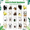 thumbnail image 4 of Real Insect in Resin Block, Clear Paperweight for Desk Display, Science Education, Collection, 4 of 8
