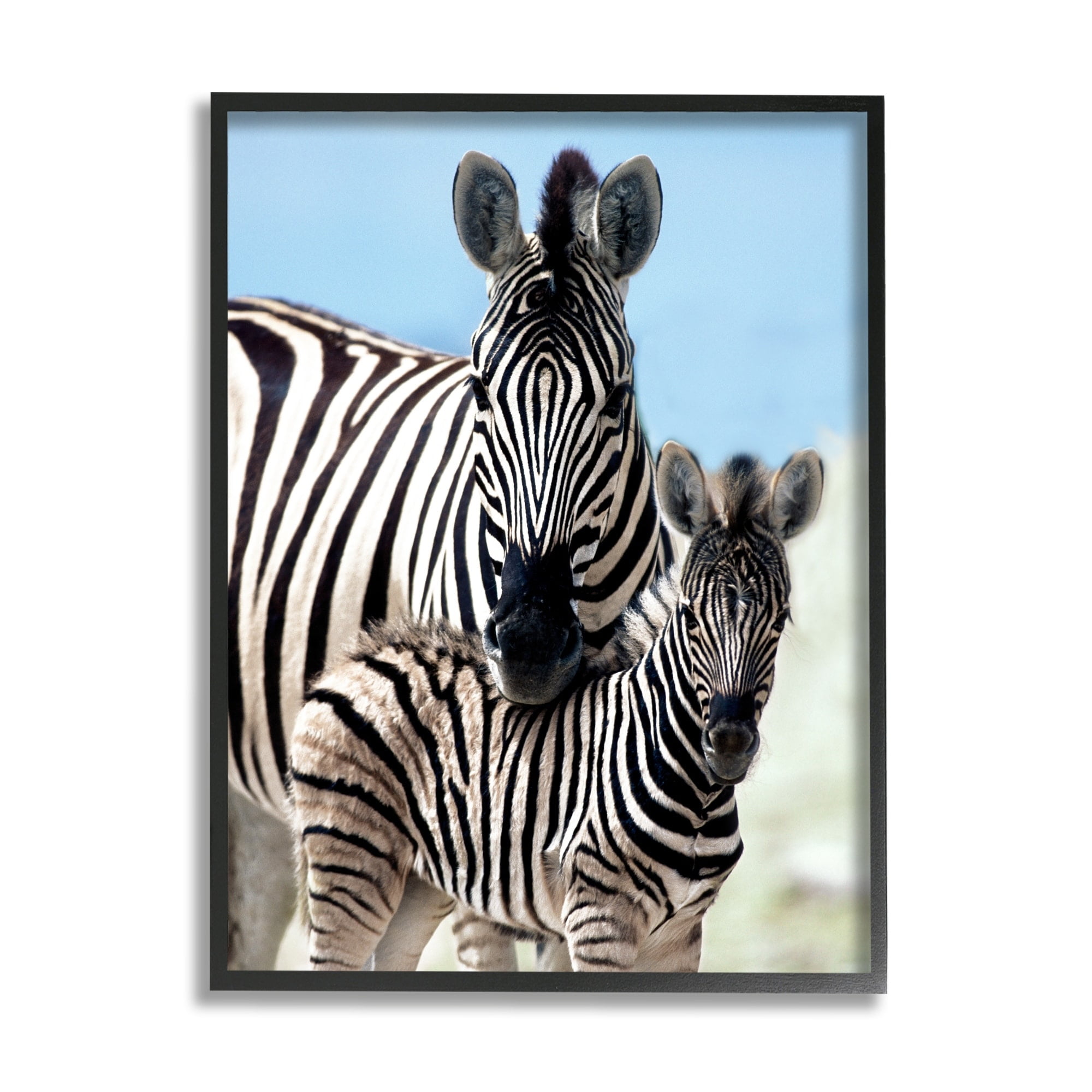 Stupell Industries Uplifting Zebra Family Mother Child Savanna Animals Photograph White Framed Art Print Wall Art, Design by Danita Delimont