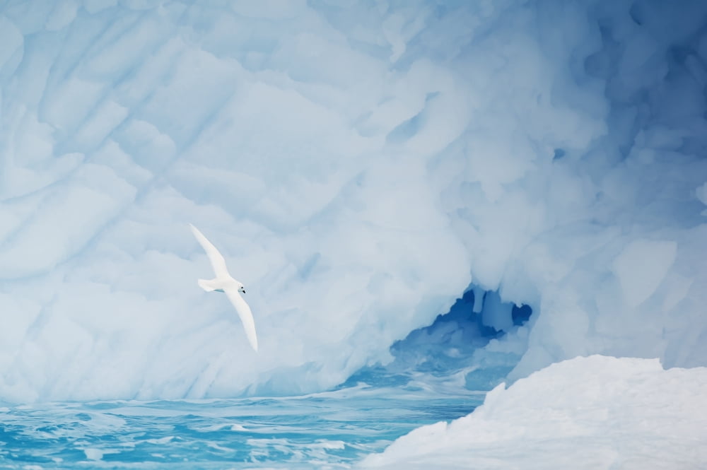 Snow Petrel (pagodr