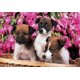 thumbnail image 1 of Puzzle de 300 piezas de Jack Russell Terriers Magnum Publications 690258200453, 1 of 1