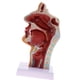 thumbnail image 2 of Modelo Anatómico de garganta y cavidad oral perfecl con base, 2 of 5