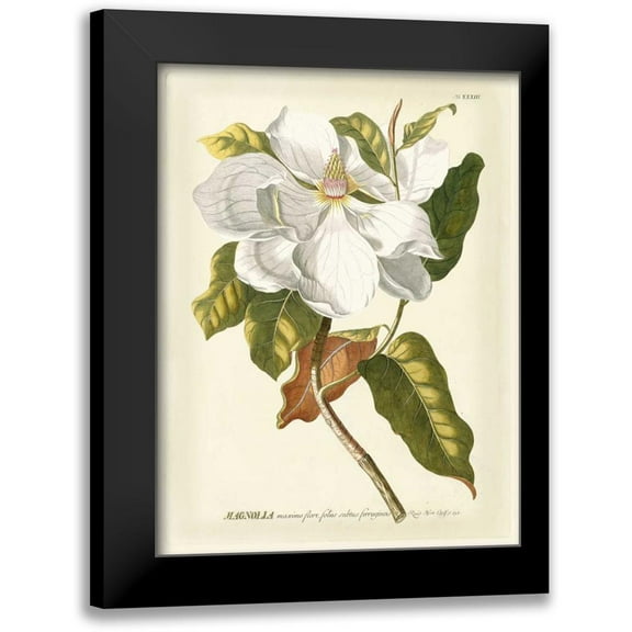Trew, Jacob 12x14 Black Modern Framed Museum Art Print Titled - Magnificent Magnolias I