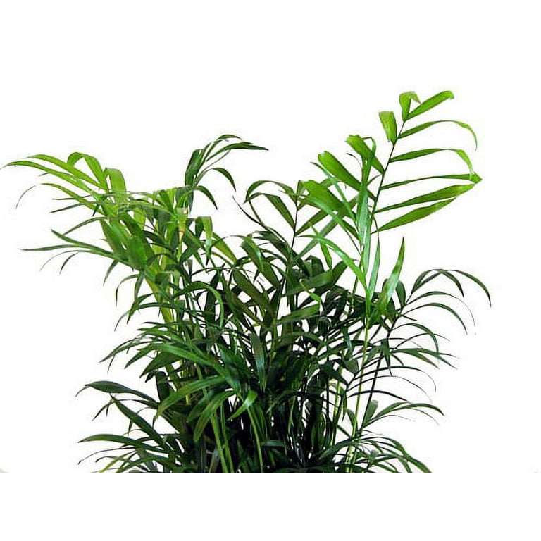 Hirt's Victorian Parlor Palm - Chamaedorea Neanthe Bella - 4 Hirt's Victorian Parlor Palm - Chamaedorea Neanthe Bella - 4