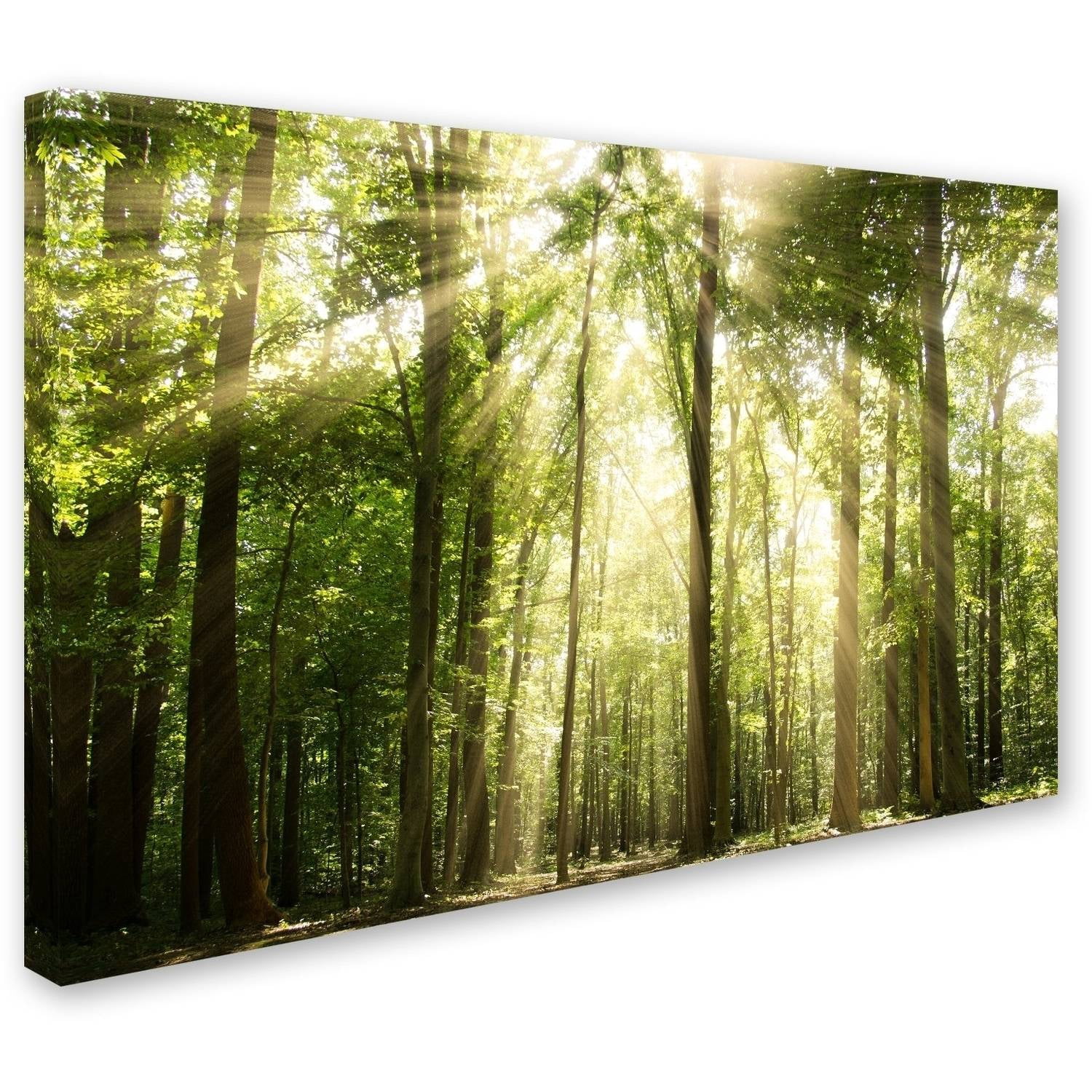 Trademark Fine Art 'Sunrays Through Treetops' Canvas Art by PIPA Fine Art