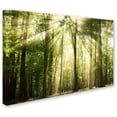 thumbnail image 2 of Trademark Fine Art 'Sunrays Through Treetops' Canvas Art by PIPA Fine Art, 2 of 3