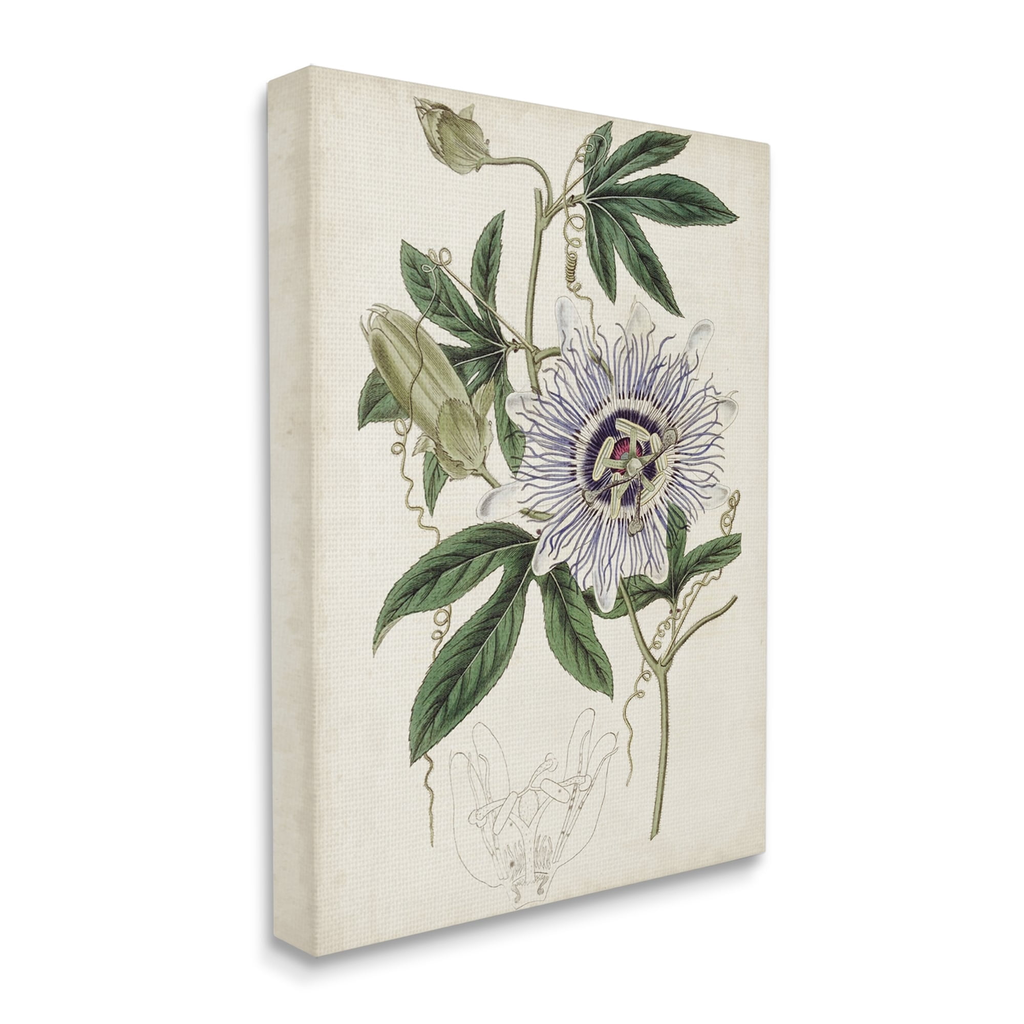 Stupell Industries Vintage Garden Flower Illustration Plant Anatomy Study,30 x 40,Designed by Curtis