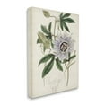 thumbnail image 5 of Stupell Industries Vintage Garden Flower Illustration Plant Anatomy Study,16 x 20,Designed by Curtis, 5 of 5