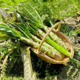 thumbnail image 4 of HJADGG Chinese Celtuce Seeds, Asian Spring Tower, Heirloom Vegetable, 350 Seeds, 4 of 5