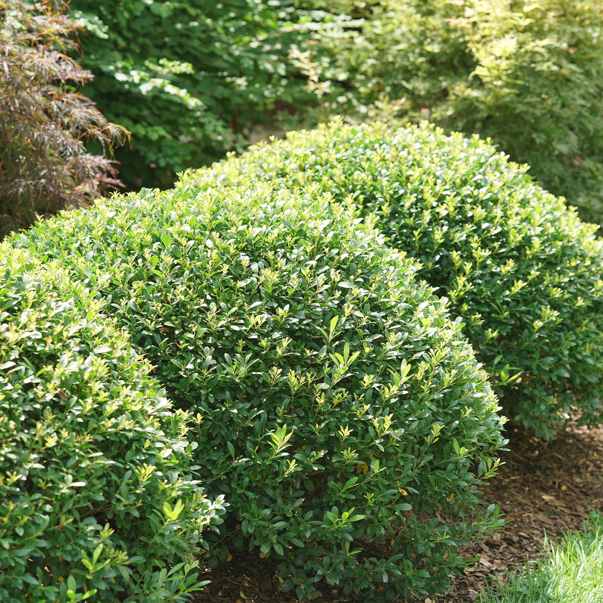 Expert Gardener Compacta Holly (Ilex) Live Shrub (2.25 Gallon)