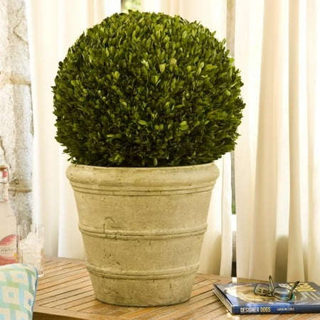 Preserved Boxwood Ball on Pot