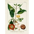thumbnail image 2 of Turpin 11x14 White Modern Wood Framed Museum Art Print Titled - Turpin Foliage and Fruit III, 2 of 4