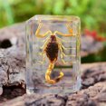 thumbnail image 3 of Advancent Agregue encanto al hogar Especímenes de insectos de resina transparente hechos a mano adecuados para cualquier ocasión Estilo único Decoración del hogar, 3 of 6