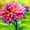 B, variant on Dahlia, Low Maintenance - Easy Grow - Ideal for Beds Borders, Plant Pots & Planters