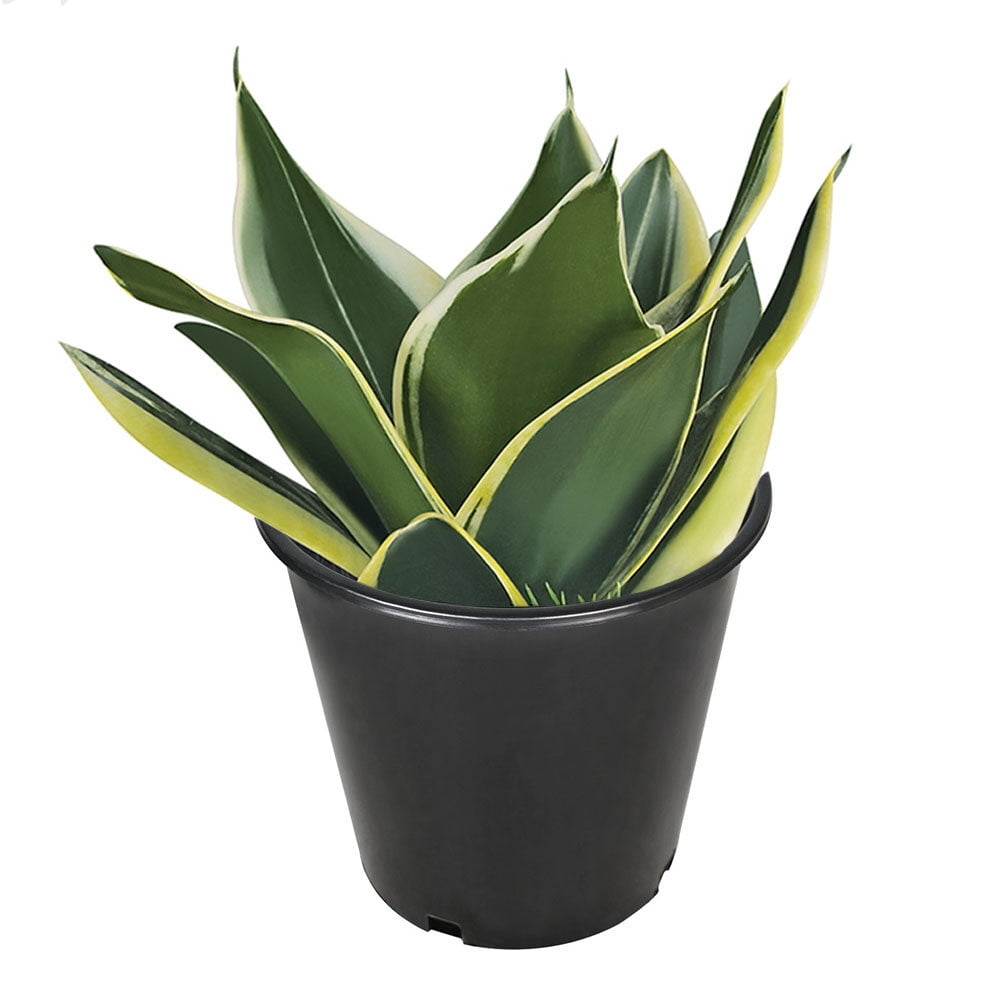 2Gal Black Plastic Nursery Plant Container Garden Planter Pot