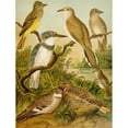 thumbnail image 2 of Christian Anton Goering 19x24 Gold Ornate Framed and Double Matted Museum Art Print Titled - The North American Vogelwelt Pl34 (1891), 2 of 4
