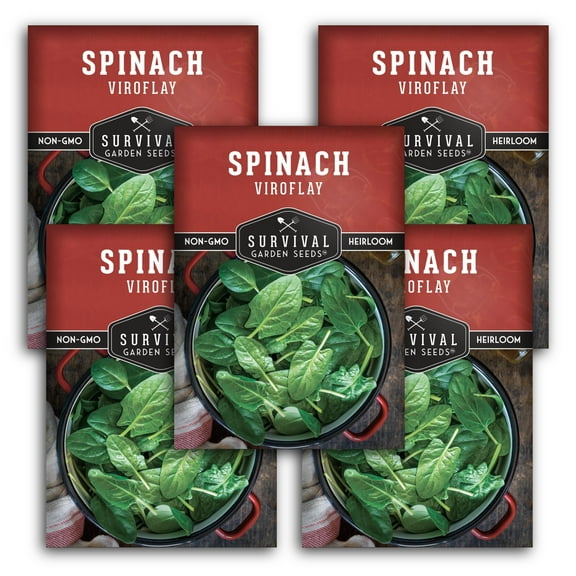 Viroflay Spinach 5 Pack - Non-GMO Heirloom Vegetable Seeds - Full Sun Annual