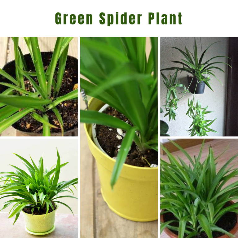 Solid Green Spider Plant, 3-5 Inch Live Plant, Non-Variegated Spider Plants  for Indoor Growing - Walmart.com