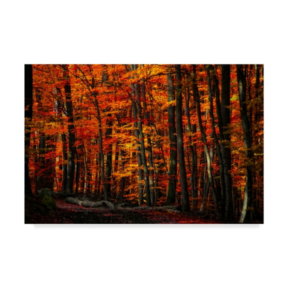 Trademark Fine Art 'Forest Density' Canvas Art by Philippe Sainte-Laudy