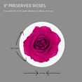 thumbnail image 5 of Herablooms Pink Preserved Rose Stem (Real Rose), 5 of 6