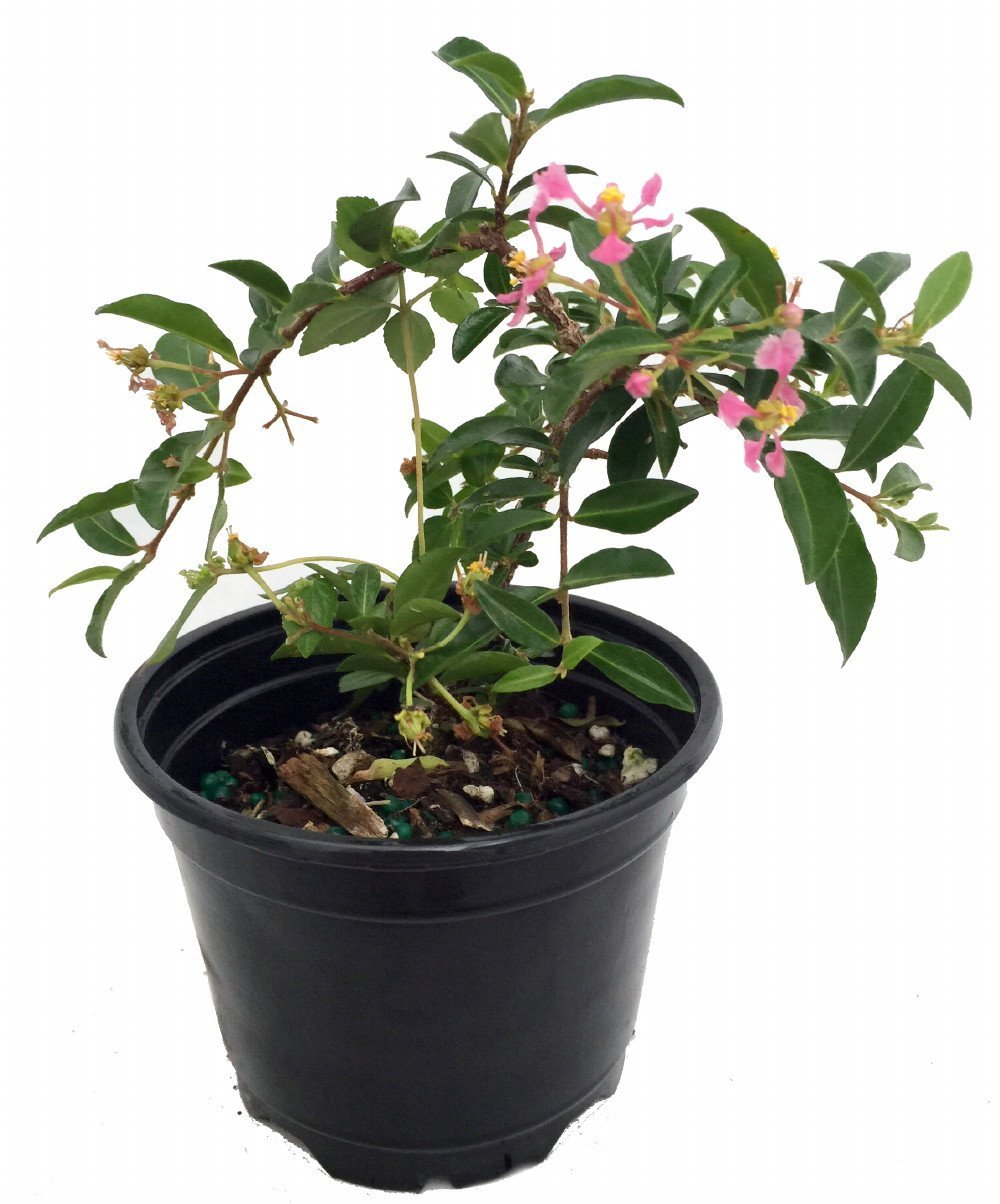 Barbados Cherry Plant - Malpighia punicfolia - Acerola - Indoors/Out - 6" pot