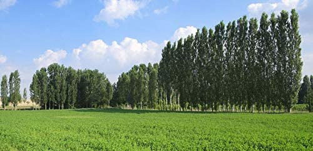 10 Fast Growing Trees - 10 Hybrid Poplar Tree Cuttings - Fast Growing Shade or Privacy Trees - Very Attractive and Good for The Enviornment