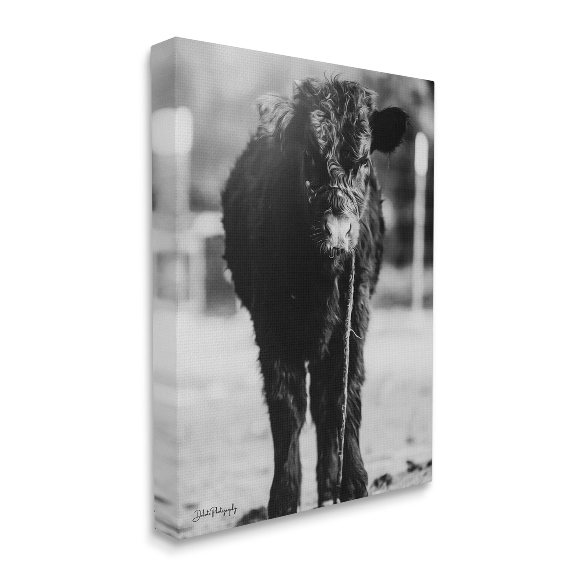 Stupell Industries Baby Cattle Calf Grazing Rural Farm Photography Photograph Gallery Wrapped Canvas Print Wall Art, Design by Dakota Diener