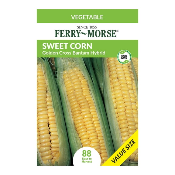 Ferry-Morse Economy 17G Corn Golden Cross Bantam Hybrid Annual Vegetable Seeds, Full Sun