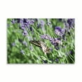 thumbnail image 2 of Gango Home Decor Lavender & Butterfly I by Dana Styber (Printed on Paper); One 36x24in Fine Art Paper Giclee Print, 2 of 4