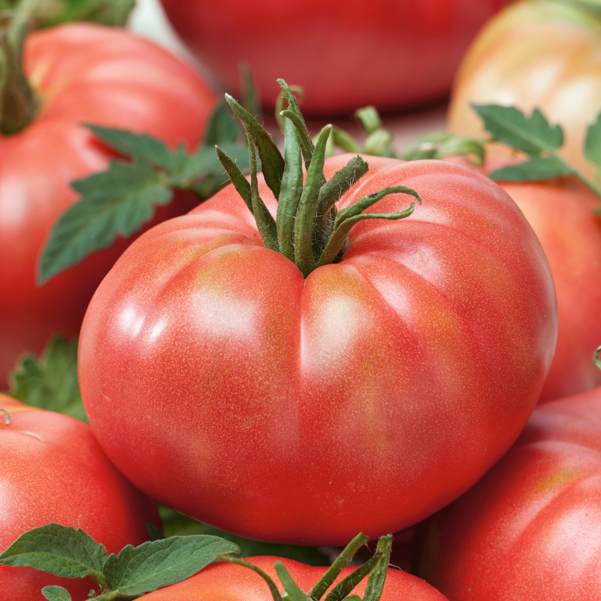 Tastemaster Imp. F1 Hybrid Tomato Seeds - 300 Mg Packet ~70 Seeds - Non-GMO, F1 Hybrid - Vegetable Garden - Lycopersicon esculentum - image 1 of 1