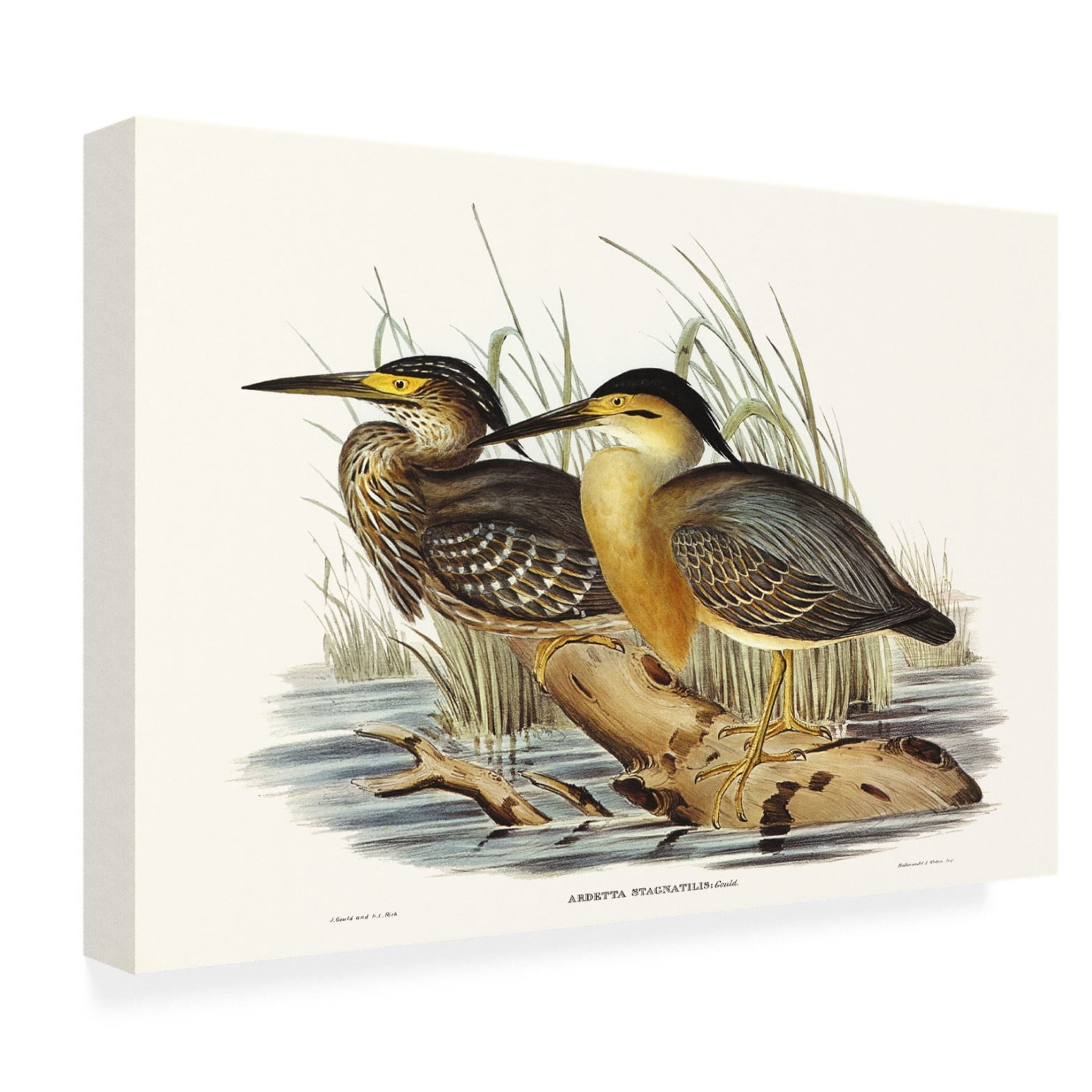 Trademark Fine Art Elizabeth Gould  Waterbird Pairing IV Canvas Wall Art