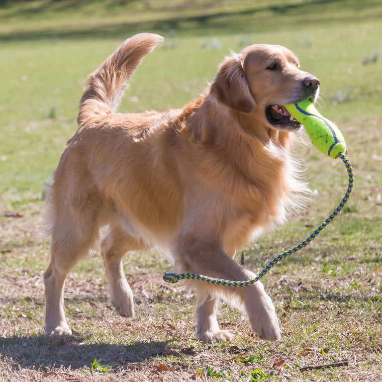 KONG AirDog Fetch Stick with Rope, Medium photo 3