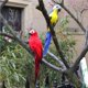thumbnail image 5 of Ounissouiy Simulación hecha a mano loro jardín decoración pluma césped espuma estatuilla ornamento Animal pájaro cerca pájaro Prop Decoración Decoración del hogar No.1 Ounissouiy HA024215-01, 5 of 6