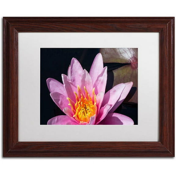 Trademark Fine Art "Pink Lotus" Canvas Art by Kurt Shaffer White Matte, Wood Frame