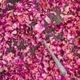 thumbnail image 4 of Suncore Foods Gluten-Free Rose Petals Bloom, 0.3oz, Tea, Gluten Free, No Caffeine, 4 of 9