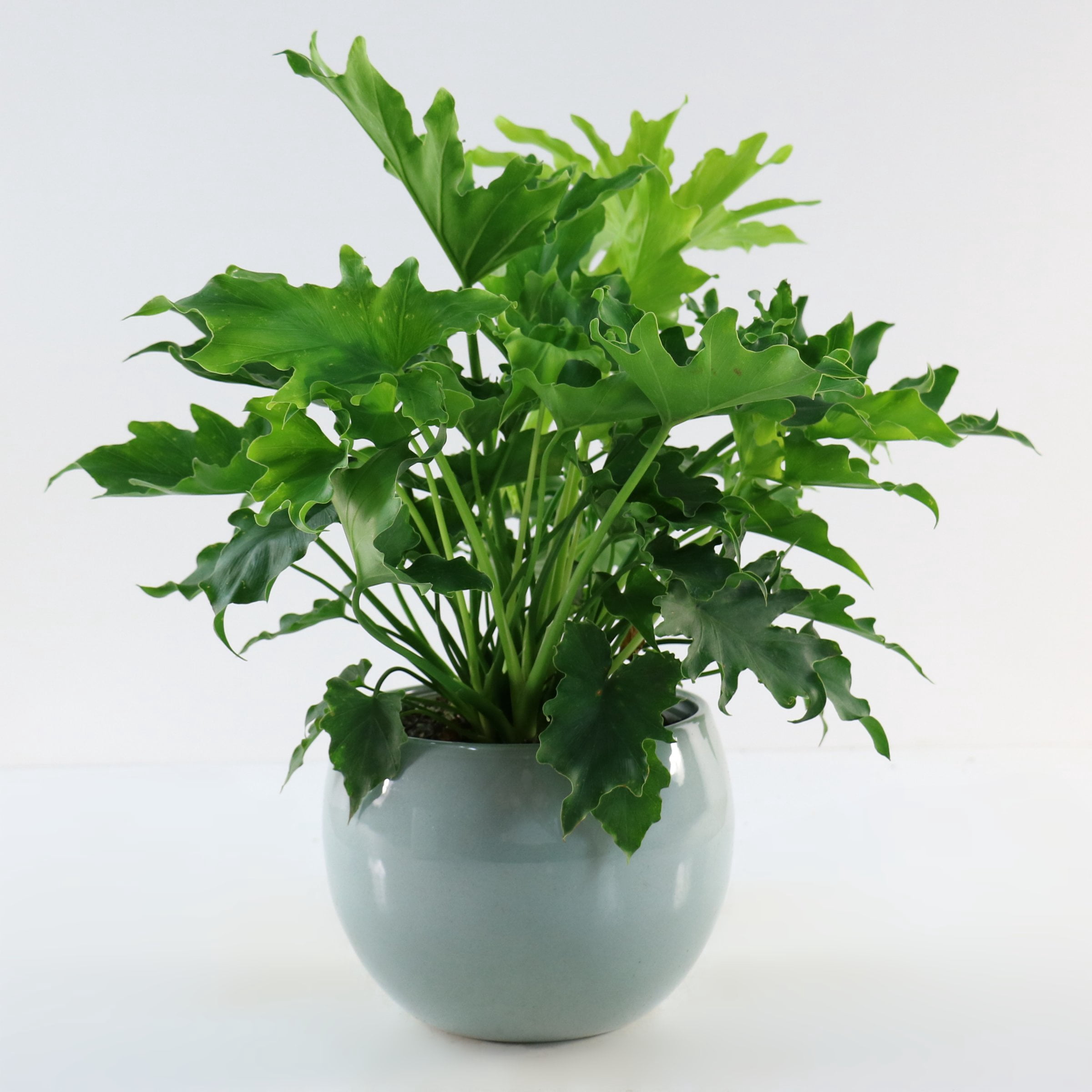 6 in. Philodendron Lickety Split Plant in Grower Container