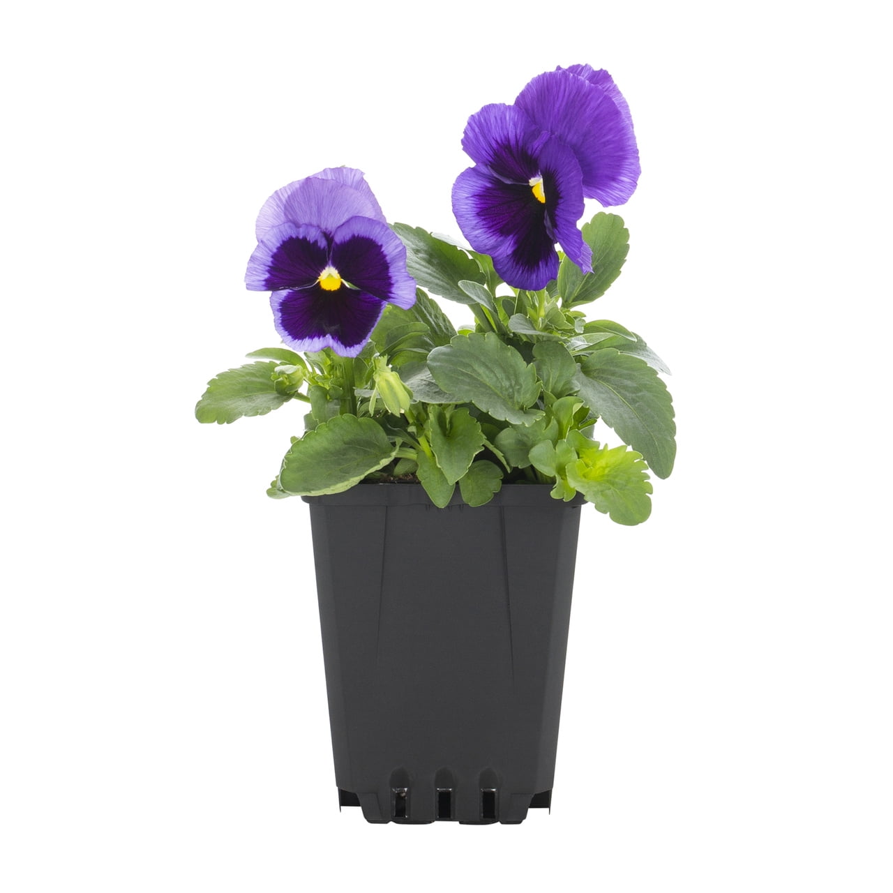 Expert Gardener 1PT Purple Blotch Pansy Live Annual Plant Sun 6-Pack