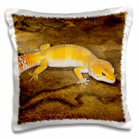 3dRose Leopard Gecko morph, Lizard, Pakistan-AS28 AJE0001 - Adam Jones, Pillow Case, 16 by (Best Leopard Gecko Morphs)