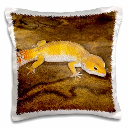 3dRose Leopard Gecko morph, Lizard, Pakistan-AS28 AJE0001 - Adam Jones, Pillow Case, 16 by