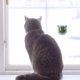 thumbnail image 5 of Hierba Gatera Giratoria Ygjytge para Gatos Naturales Bolas para Lamer Azul Lago, 5 of 7