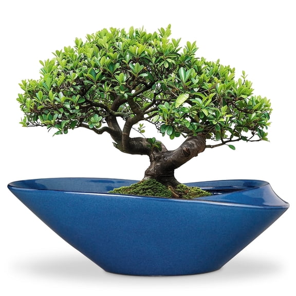EPFamily 18 Inch Shallow Blue Ceramic Bonsai Planter with Drainage Hole β Extra Large Succulent Bowl Pot for Outdoor Plants, Patio, Garden