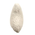 thumbnail image 5 of Carolina Pet 017870 Bone Shaped Pillow Toy - Natural, Medium, 5 of 5