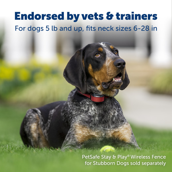 PetSafe Stubborn Dog Stay & Play Wireless Pet Fence Receiver Collar, Tone and Static Correction
