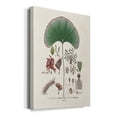 thumbnail image 2 of Botanical Society Ferns III Premium Gallery Wrapped Canvas - Ready to Hang, 2 of 9