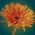thumbnail image 2 of Jane-Ann Butler 20x20 Gallery Wrapped Canvas Wall Art Titled - Chrysanthemum on Turquoise, 2 of 4