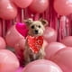thumbnail image 1 of Pet Scarf Valentine's Day Pet Apparel Pet Scarf Cats And Dog Tricot Pet Accessories Valentine's Day Decorations, 1 of 6