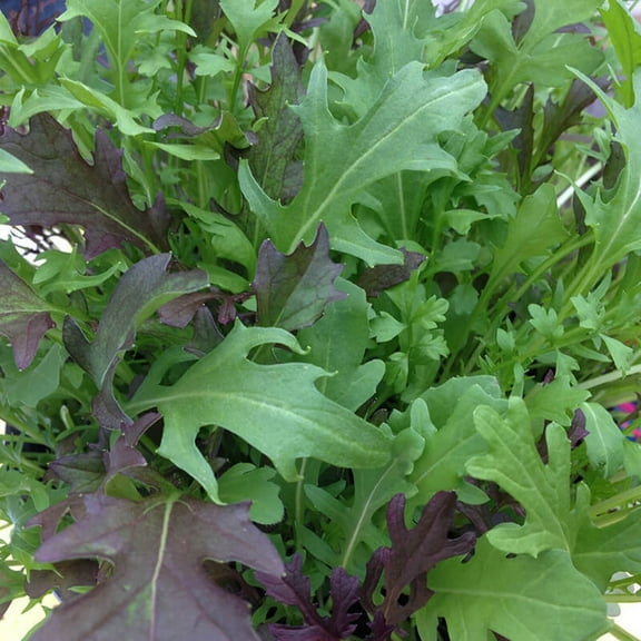 Greens - Frilly Leaf Blend Seed