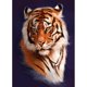 thumbnail image 1 of Taladro Diamante Pintura (DF3632) 5D DIY Completo Tigre Bordado Mosaico Craft Kit (W581) 45x60cm FLhrweasw Nuevo, 1 of 1